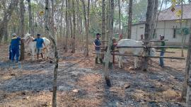 Puskeswan Nglipar Gelar Pemeriksaan Kesehatan Sapi di Kwarasan Wetan
